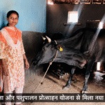 बिहान योजना और पशुपालन प्रोत्साहन योजना से मिला नया जीवन संबल